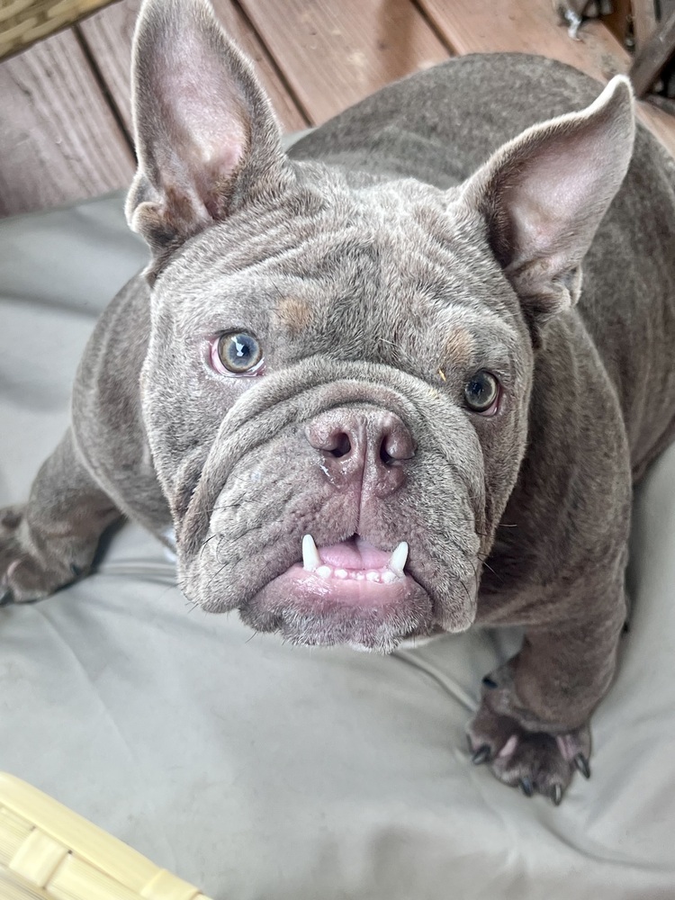 Apollo