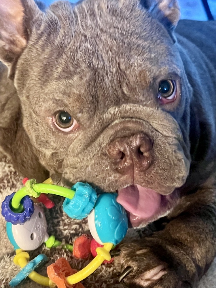 Apollo