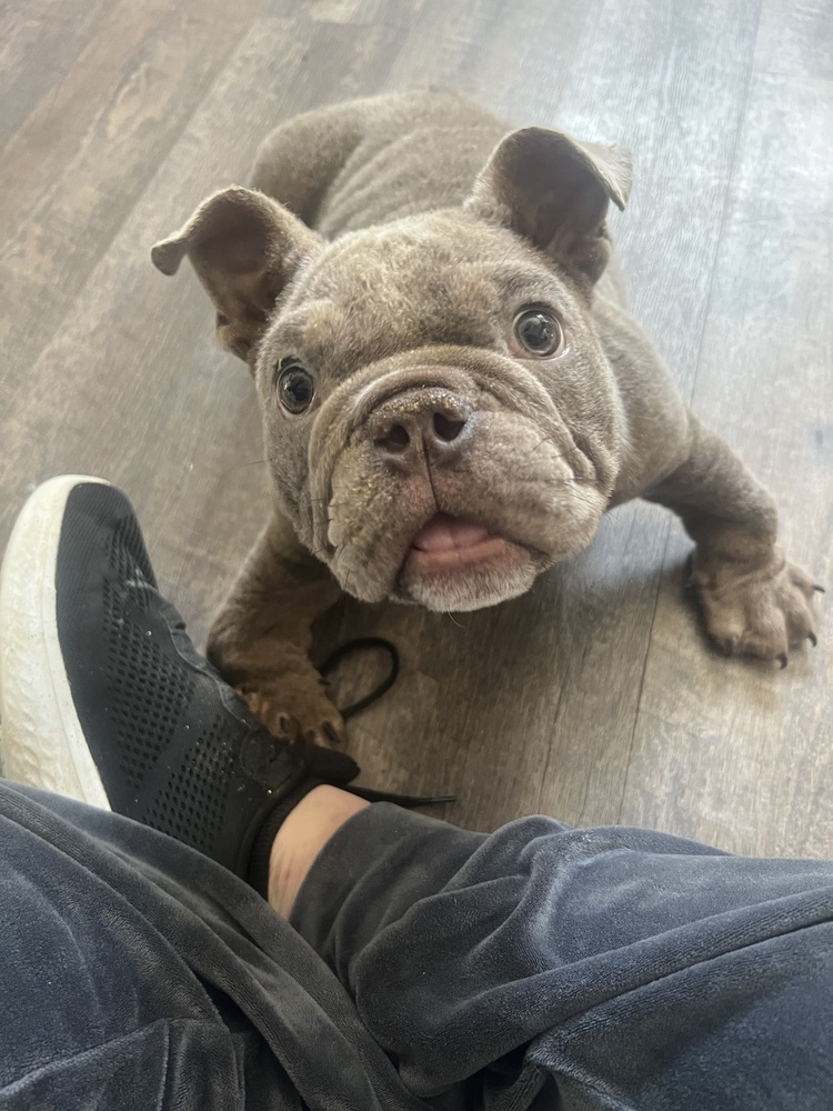 Apollo