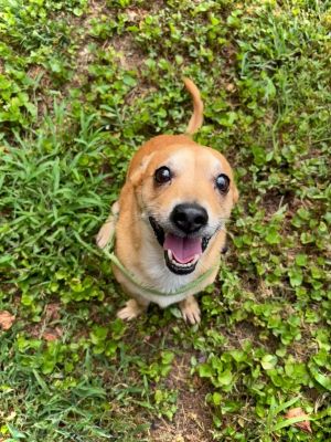 SUGAR BEAR, Senior Male unknown