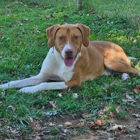 Doug, an adoptable Hound in Redding, CA, 96099 | Photo Image 2