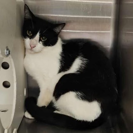 Uniqua, an adoptable Domestic Short Hair in Redding, CA, 96099 | Photo Image 1