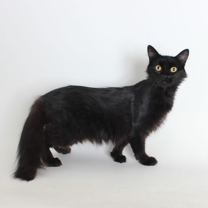 Cayenne, an adoptable Domestic Medium Hair in Redding, CA, 96099 | Photo Image 1