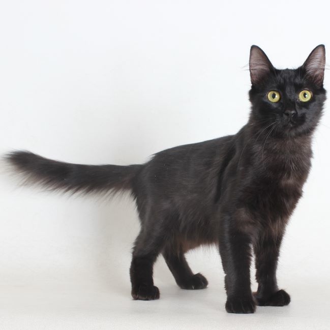 419327, an adoptable Domestic Medium Hair in Redding, CA, 96099 | Photo Image 1