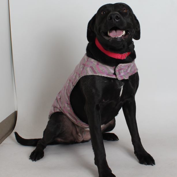 Cookie, an adoptable Labrador Retriever in Redding, CA, 96099 | Photo Image 1