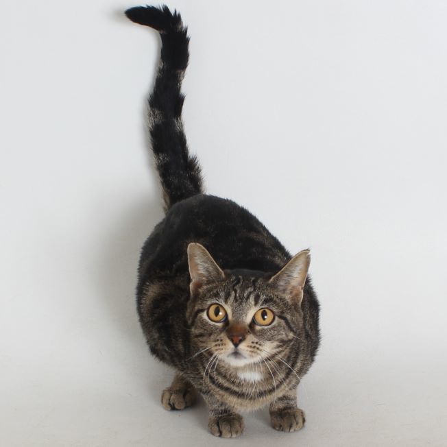 Pear, an adoptable Domestic Short Hair in Redding, CA, 96099 | Photo Image 1