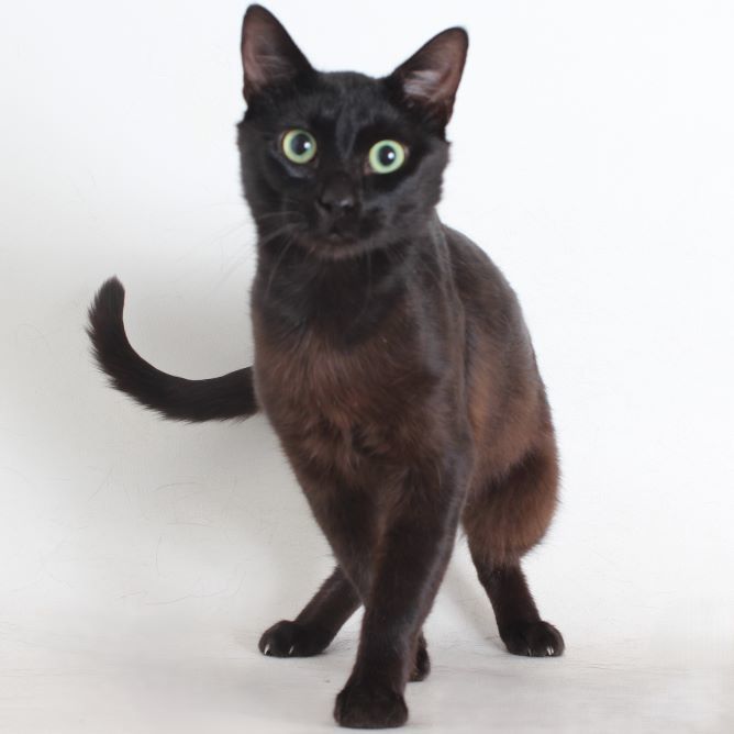 Manwich, an adoptable Domestic Short Hair in Redding, CA, 96099 | Photo Image 1