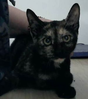 Latte, Baby Female unknown