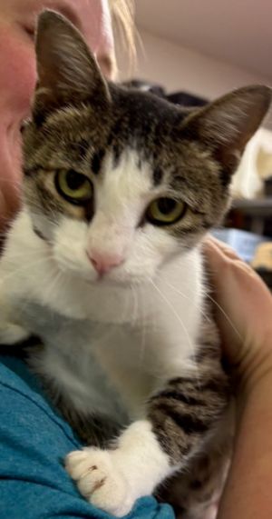 Alli, Adult Female unknown