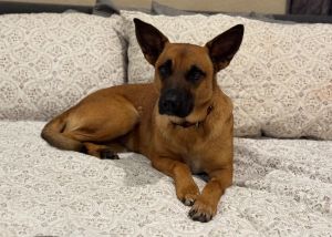 Layla, Adult Female unknown