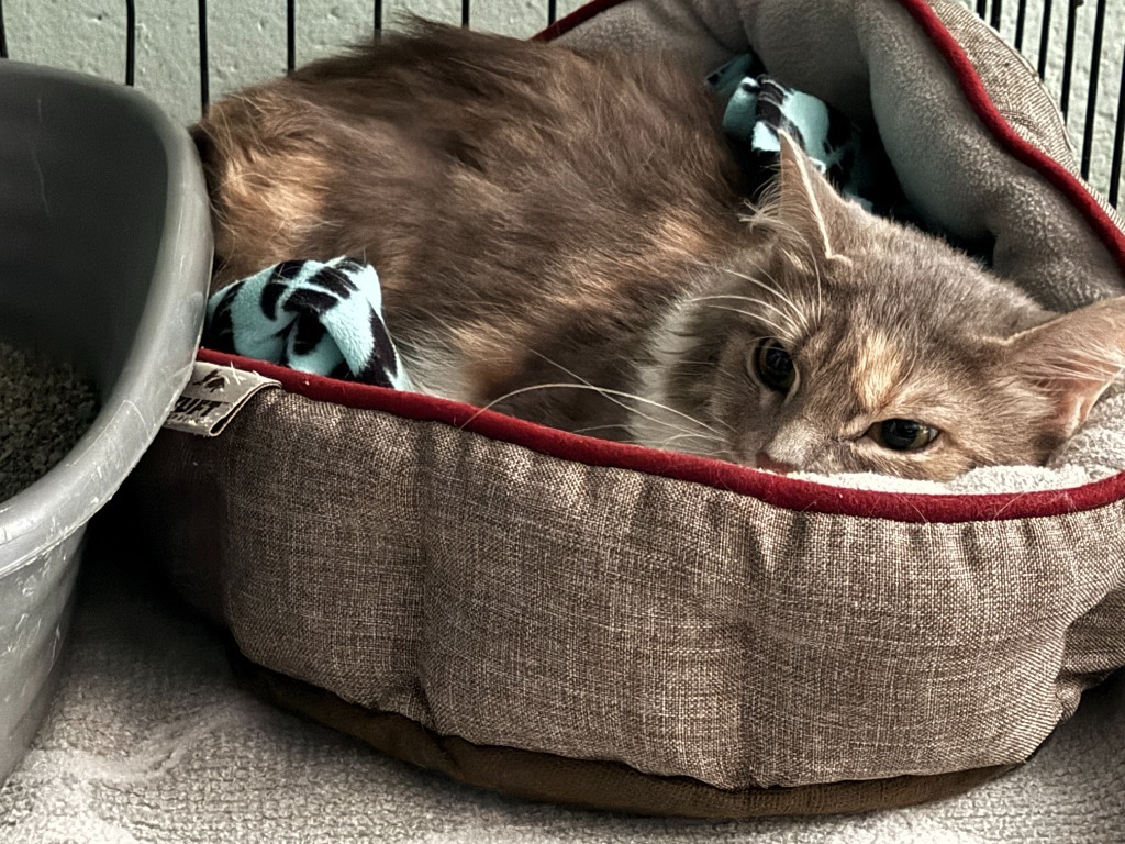 Nina