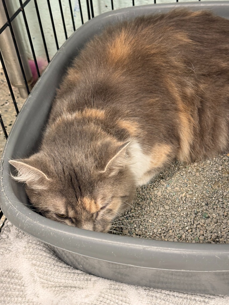 Nina