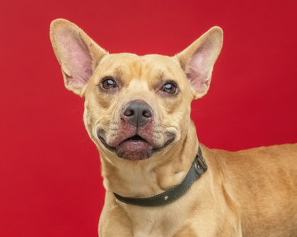Scrappy Doo
