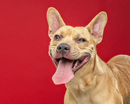 Scrappy Doo
