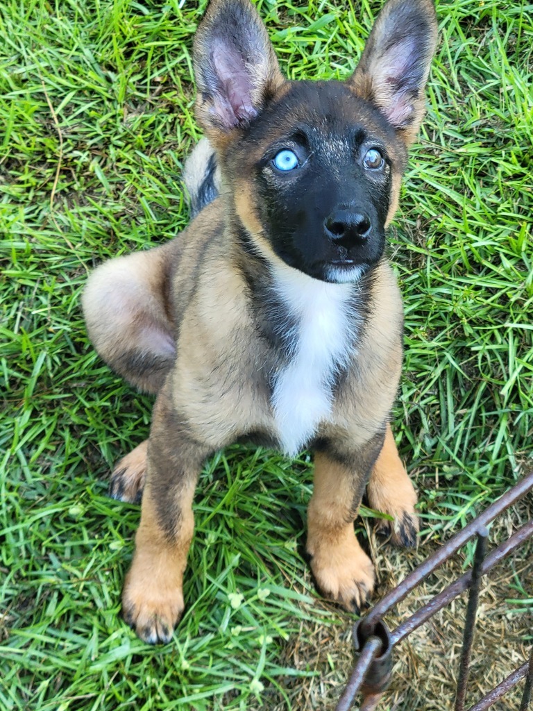 Theodore Bear