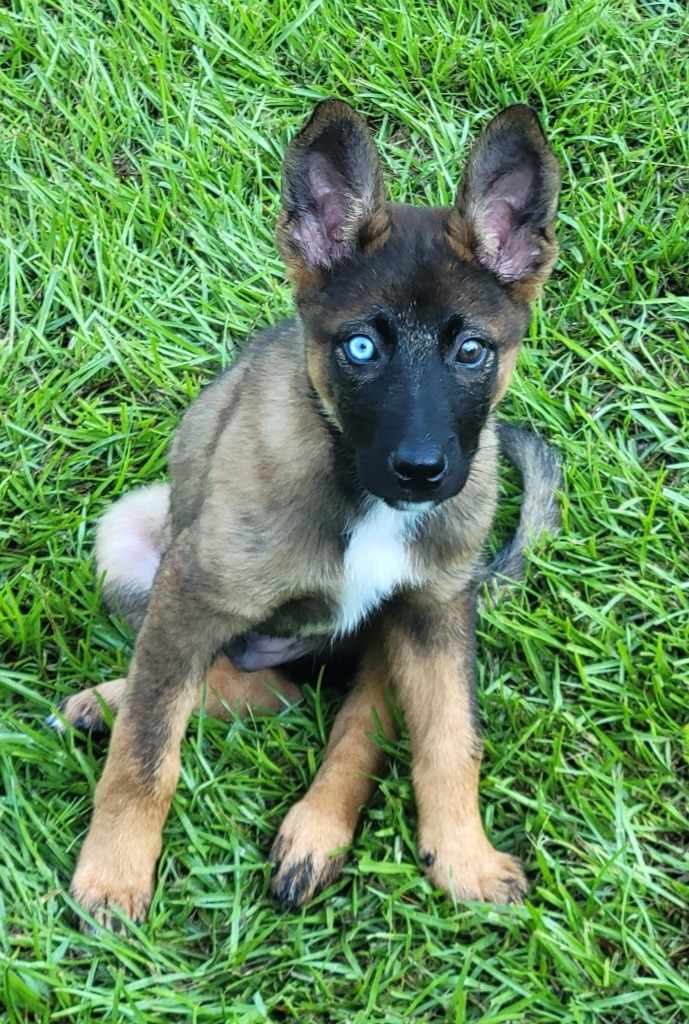 Theodore Bear