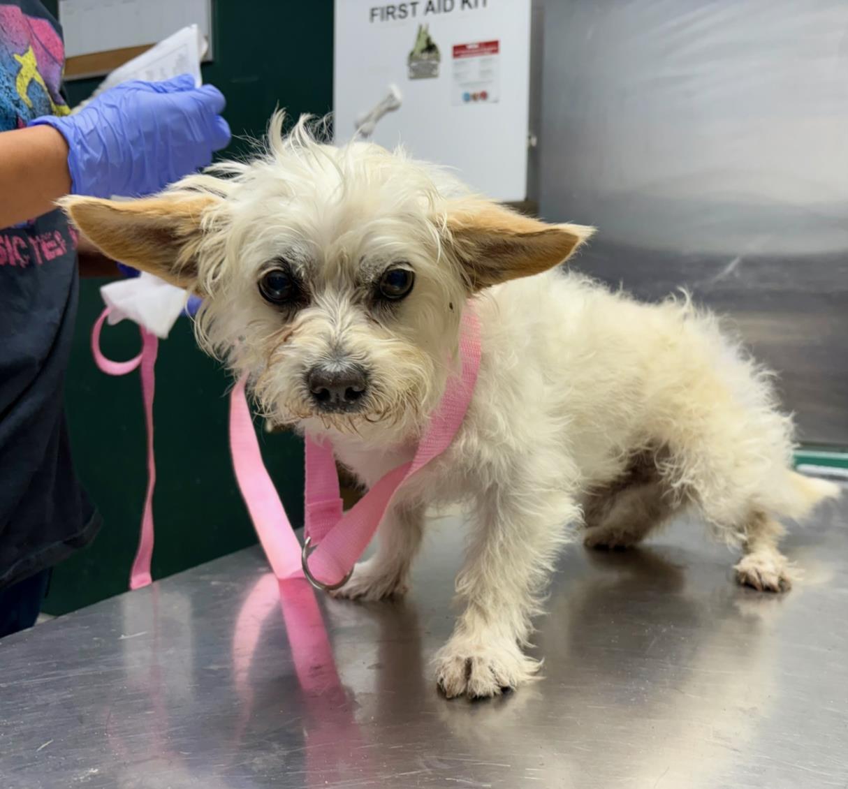 Adopt *BARNEY