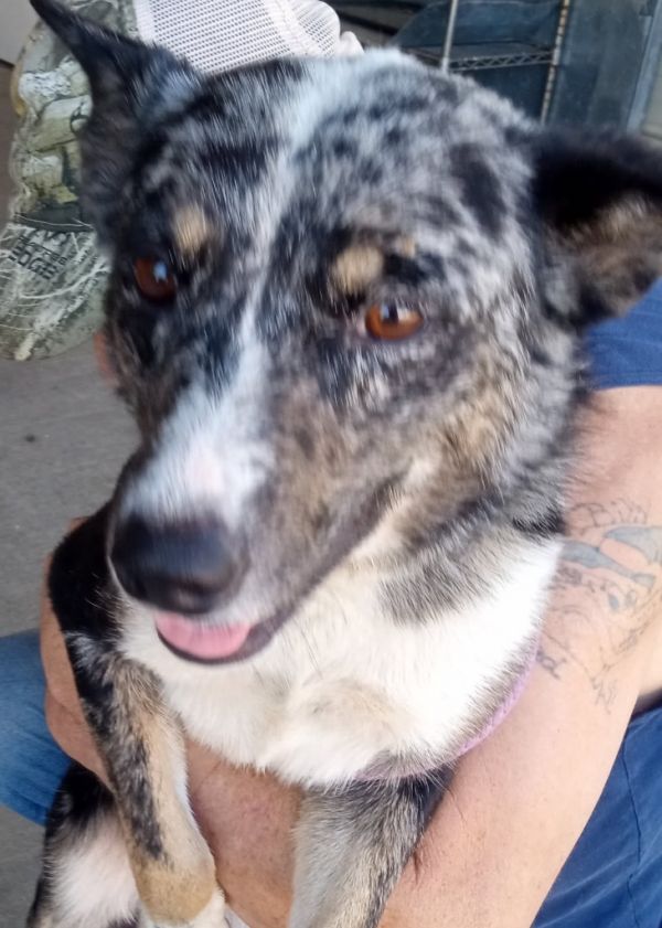Pepper