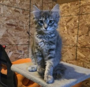 Asiago, Baby Female unknown