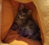 Asiago photo 3