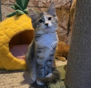 Colby, Baby Female unknown