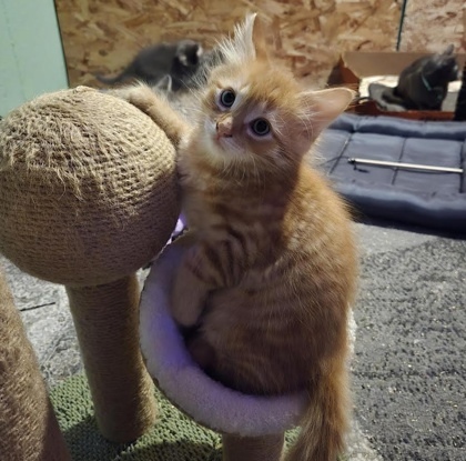 Cheddar