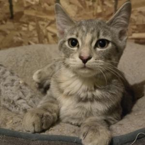 Raclette, Baby Female unknown