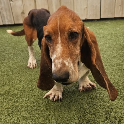 Wilbur