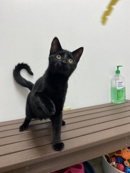 Raven, an adoptable Domestic Short Hair in Fergus Falls, MN, 56537 | Photo Image 1