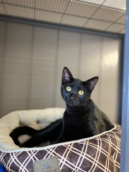 Raven, an adoptable Domestic Short Hair in Fergus Falls, MN, 56537 | Photo Image 2