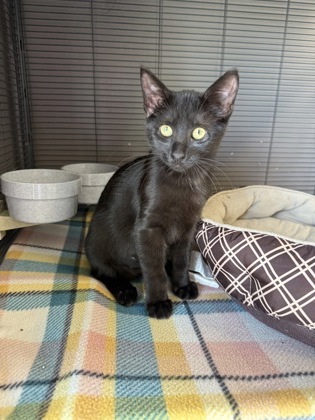 Raven, an adoptable Domestic Short Hair in Fergus Falls, MN, 56537 | Photo Image 3