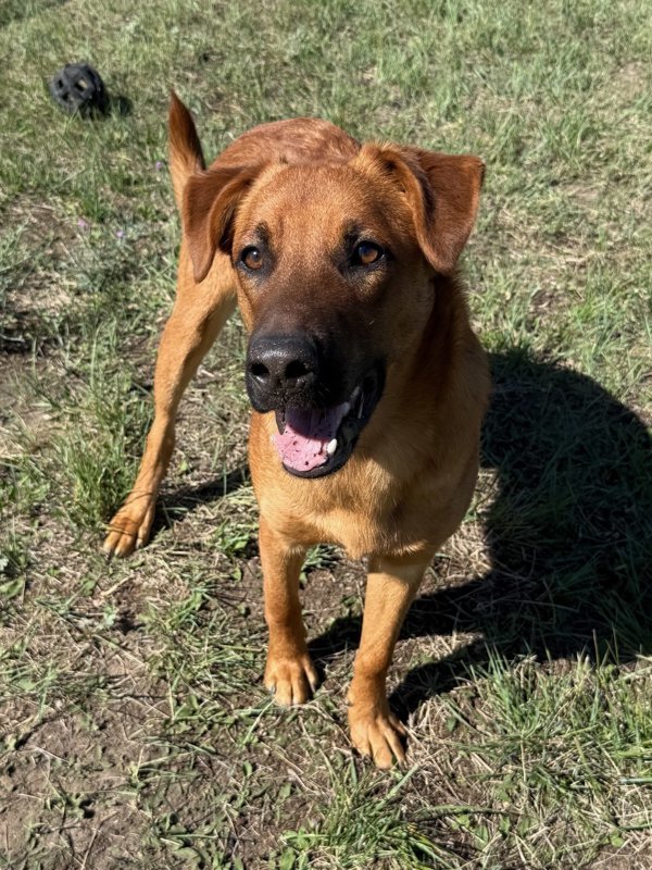 Roscoe, an adoptable Mixed Breed in Great Falls, MT, 59405 | Photo Image 1
