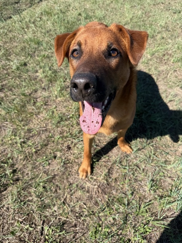 Roscoe, an adoptable Mixed Breed in Great Falls, MT, 59405 | Photo Image 2