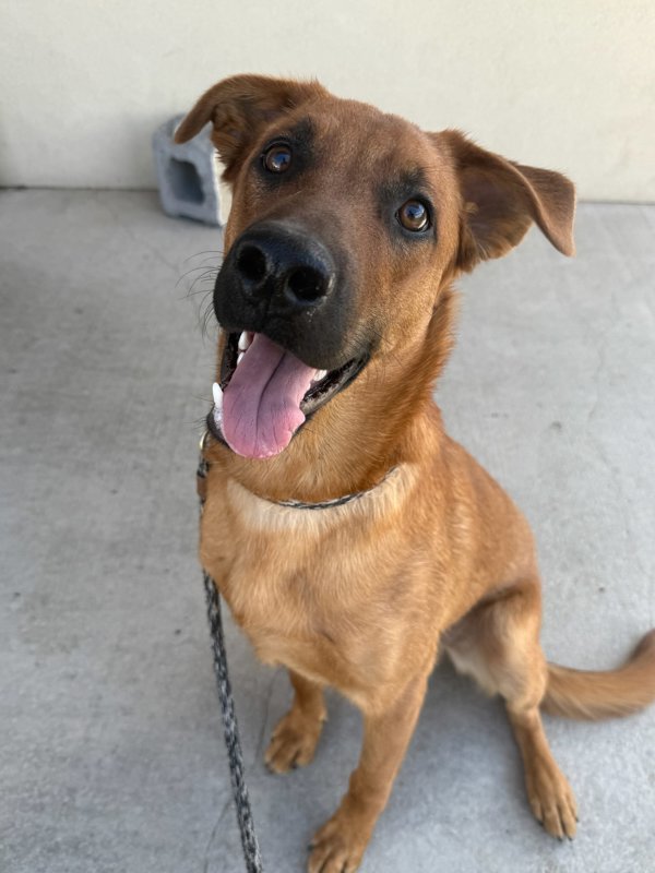 Roscoe, an adoptable Mixed Breed in Great Falls, MT, 59405 | Photo Image 3