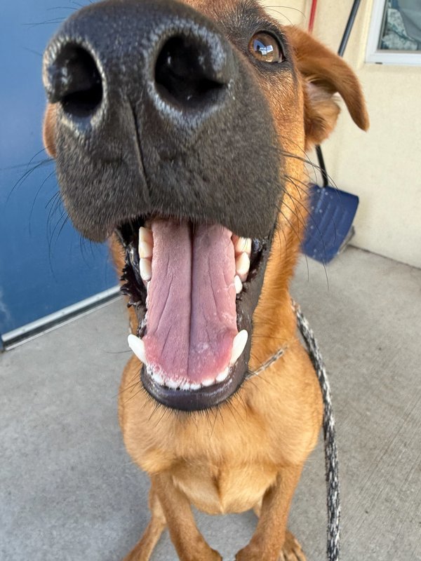 Roscoe, an adoptable Mixed Breed in Great Falls, MT, 59405 | Photo Image 5