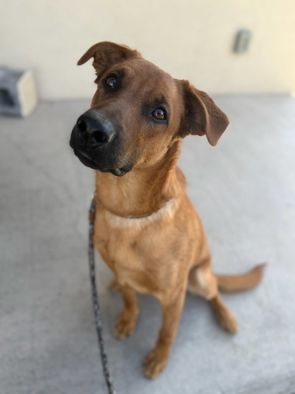 Roscoe, an adoptable Mixed Breed in Great Falls, MT, 59405 | Photo Image 6