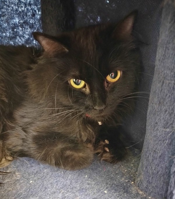 Cora 44922, an adoptable Domestic Long Hair in Pocatello, ID, 83205 | Photo Image 1
