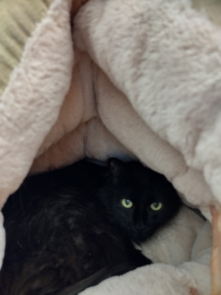 Cora 44922, an adoptable Domestic Long Hair in Pocatello, ID, 83205 | Photo Image 2