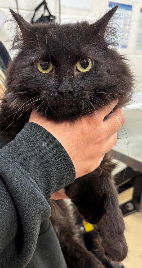 Cora 44922, an adoptable Domestic Long Hair in Pocatello, ID, 83205 | Photo Image 3