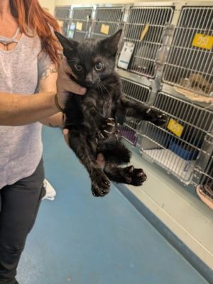 Obsidian, Baby Male unknown