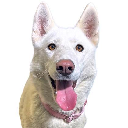 Amaya