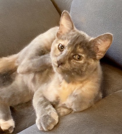 Juno