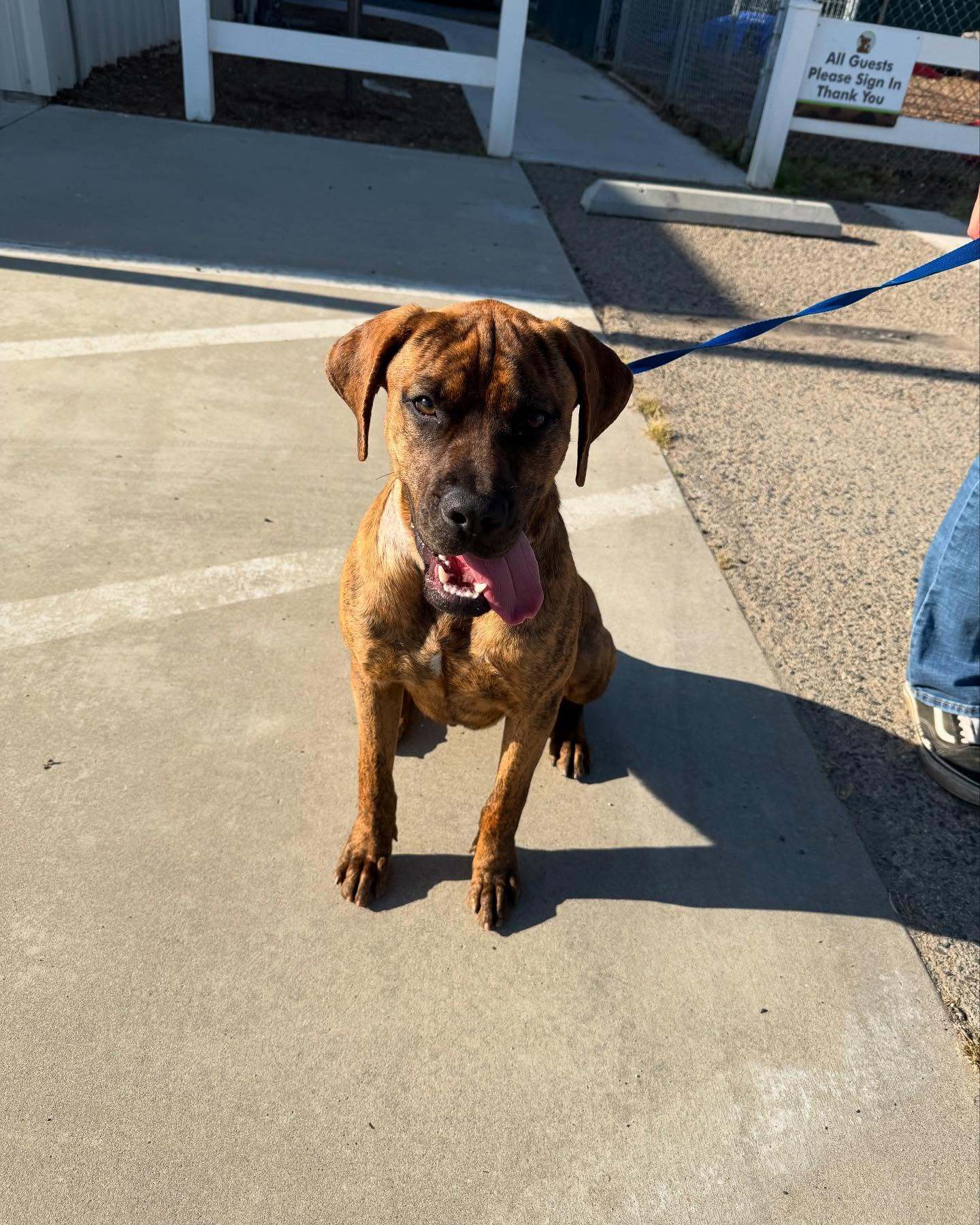 Redemption, an adoptable Boxer, Bullmastiff in Visalia, CA, 93277 | Photo Image 1