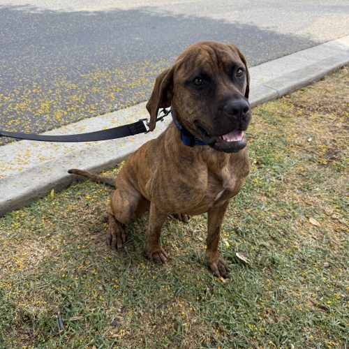 Redemption, an adoptable Boxer, Bullmastiff in Visalia, CA, 93277 | Photo Image 2