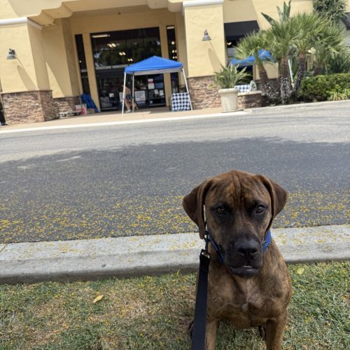 Redemption, an adoptable Boxer, Bullmastiff in Visalia, CA, 93277 | Photo Image 3