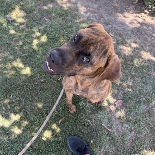 Redemption, an adoptable Boxer, Bullmastiff in Visalia, CA, 93277 | Photo Image 4