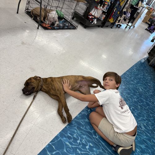 Redemption, an adoptable Boxer, Bullmastiff in Visalia, CA, 93277 | Photo Image 5