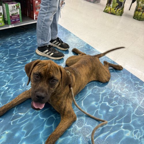 Redemption, an adoptable Boxer, Bullmastiff in Visalia, CA, 93277 | Photo Image 6