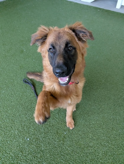 Rufus