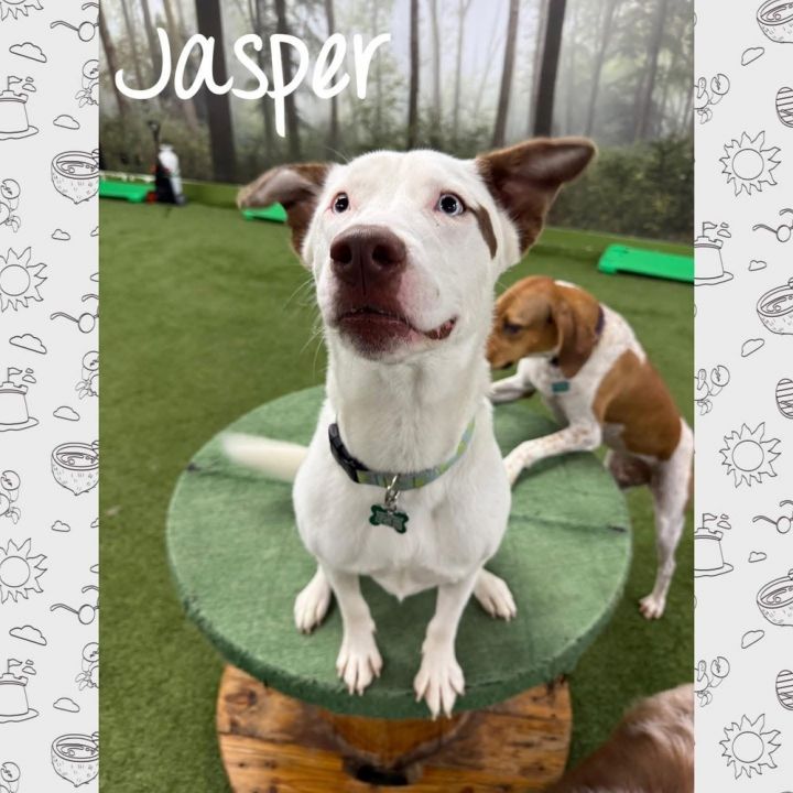 Jasper 3